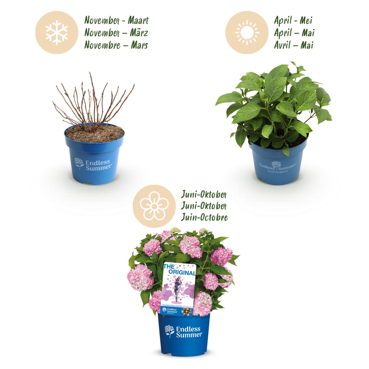 🌸 Hydrangea ‘The Original Pink’ | Hortensia (4 Stuks)