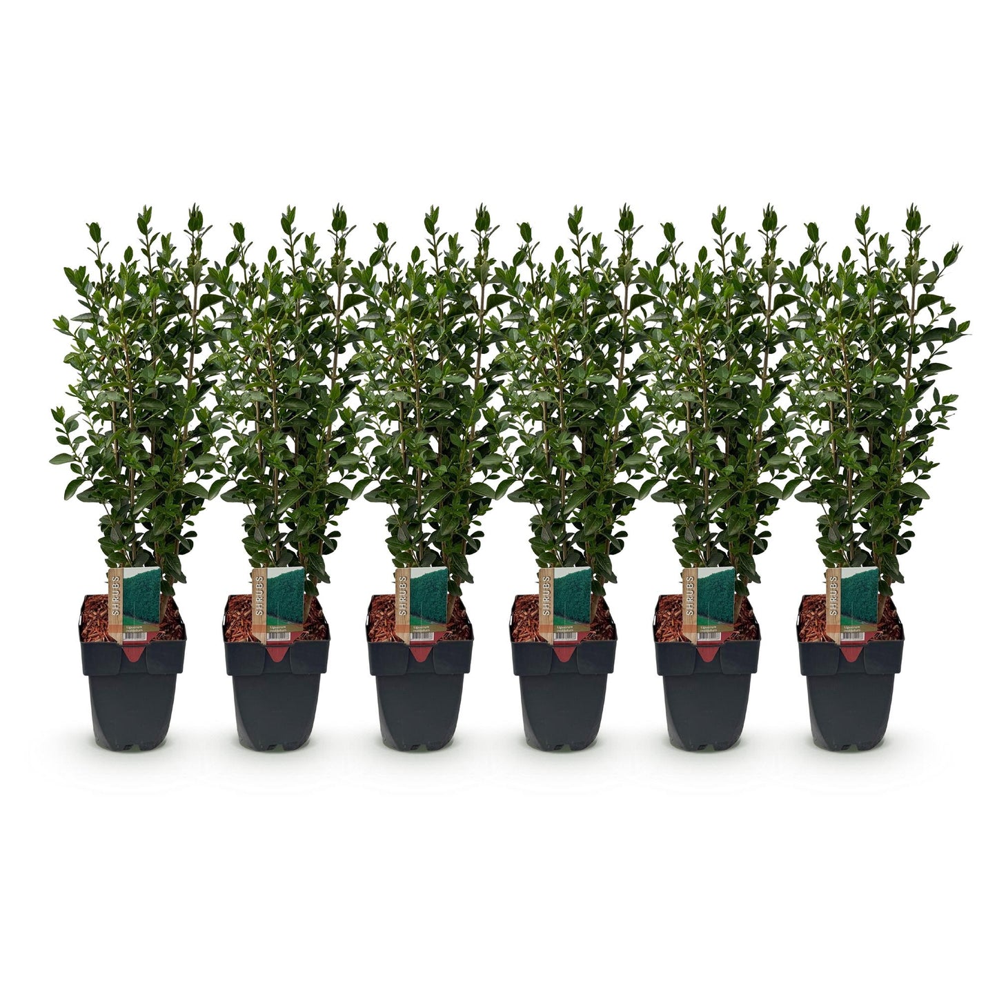 🌿 Ligustrum ovalifolium | Haagplant (6 stuks)