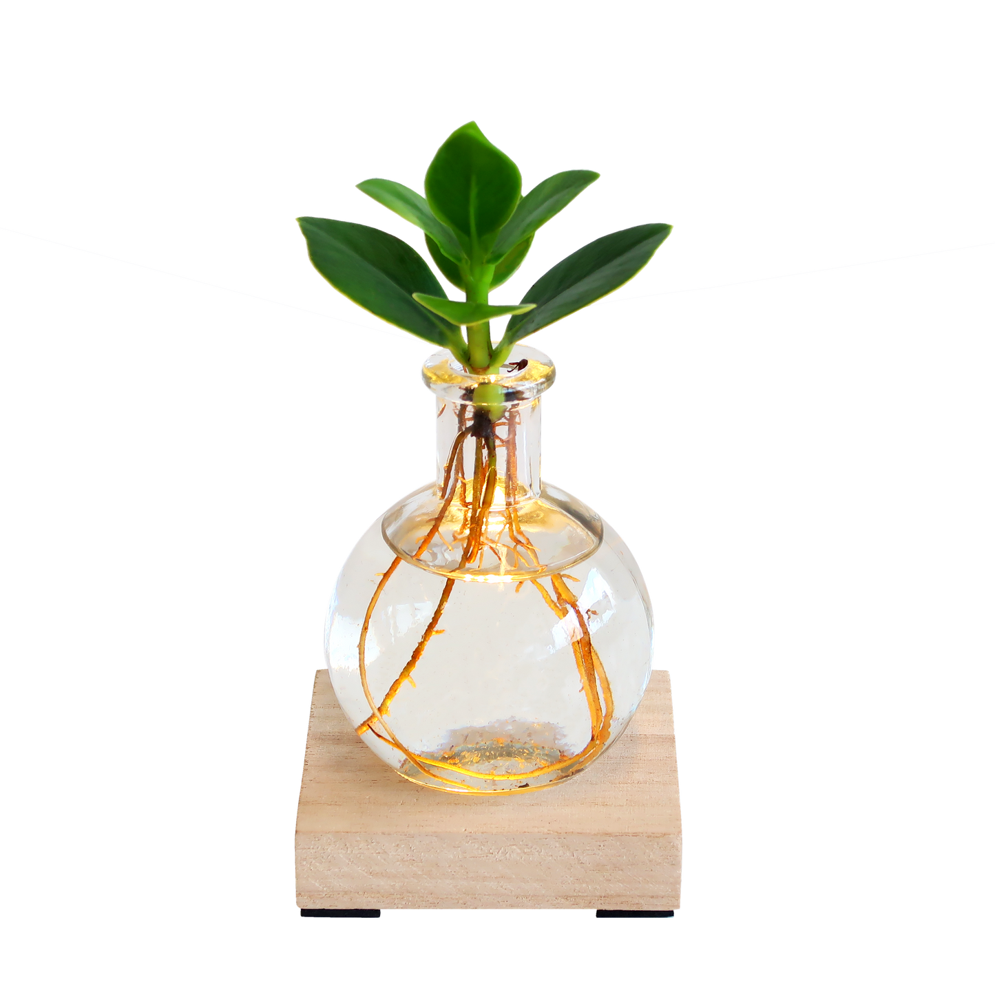 💡 Glowplant – Clusia in Vaasje met Lampje