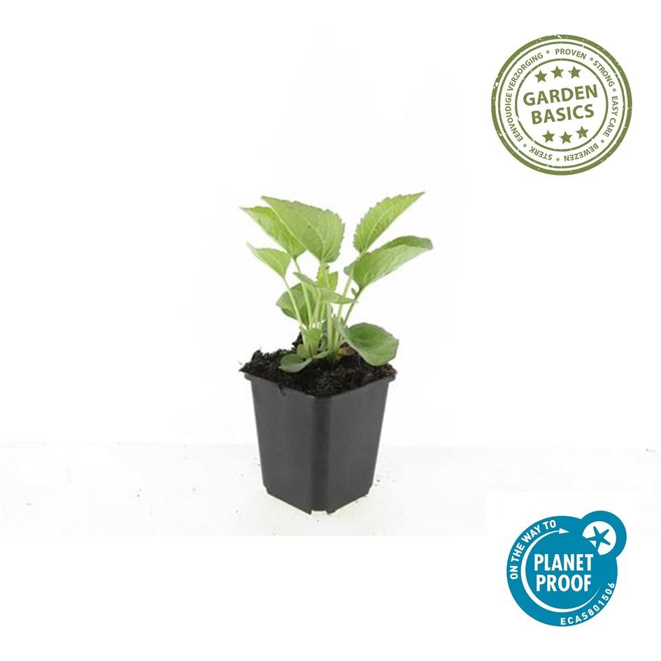 🌸 Echinacea purpurea ‘Magnus’ – Zonnehoed (6 Stuks)