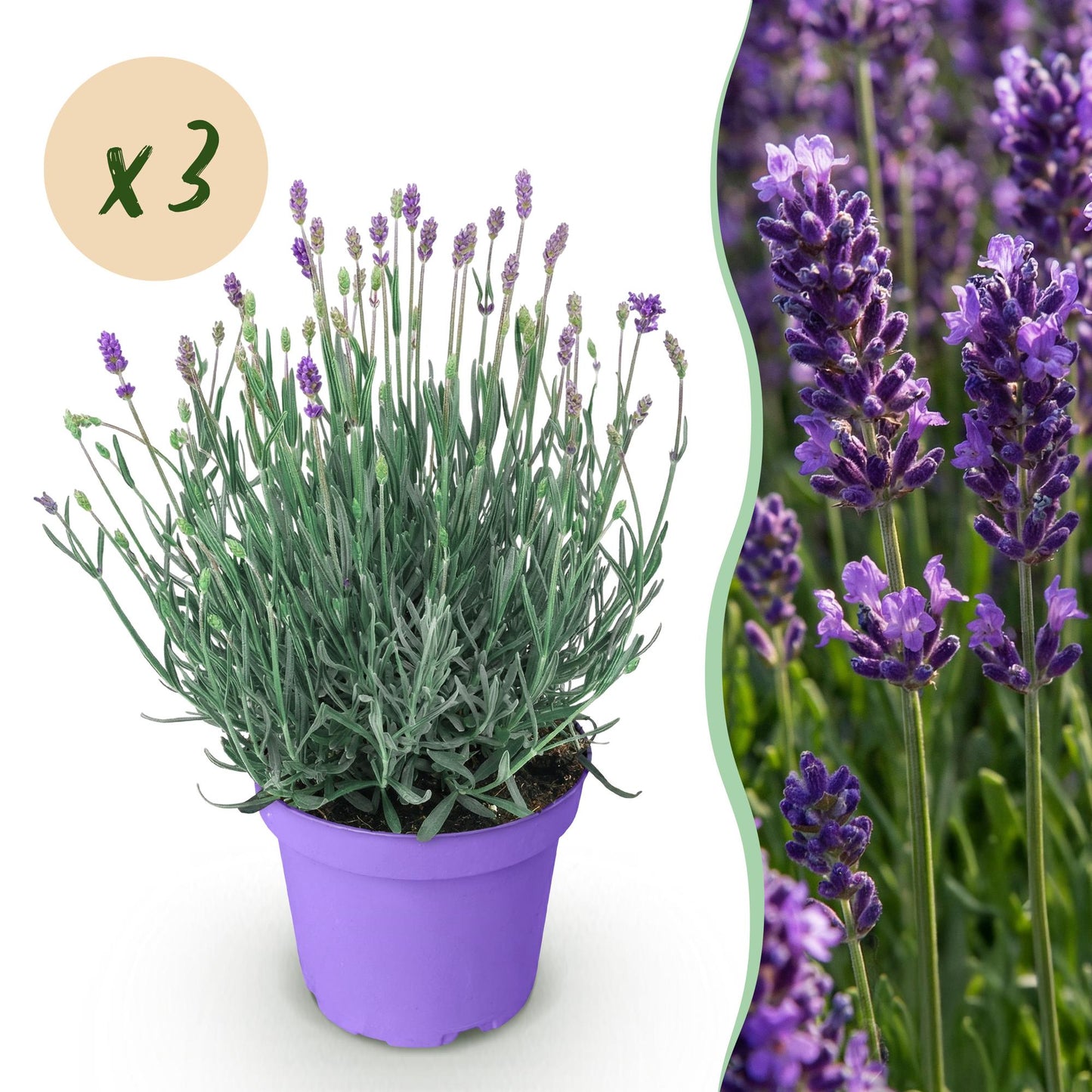 🌿 Lavandula ‘Munstead’ | Winterharde Lavendel (3 Stuks)