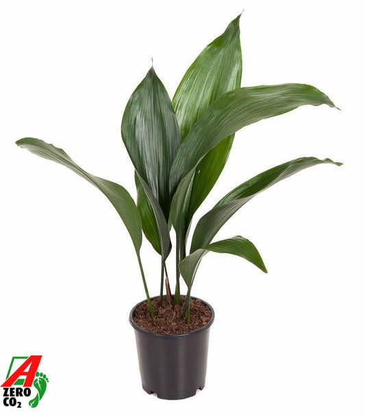 🌿 Aspidistra Elatior – Sterke Kamerplant voor Weinig Licht