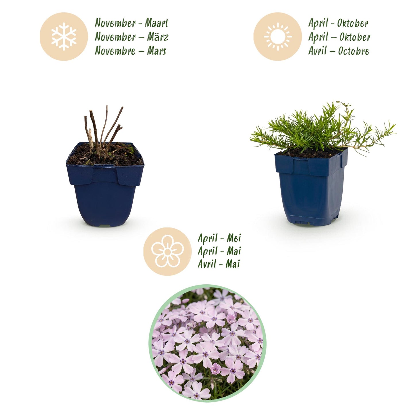 🌿 Phlox subulata 'Benita' – Blauwe Vlambloem | 3 stuks