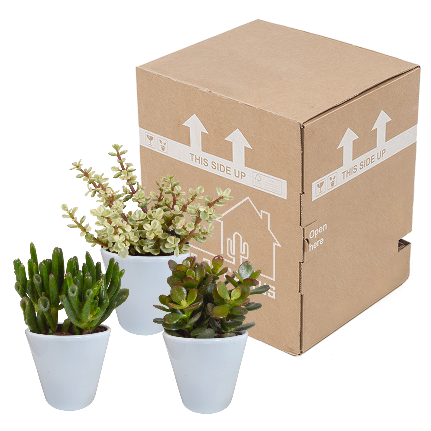 🌵 Crassula Mix in witte pot (3 stuks)