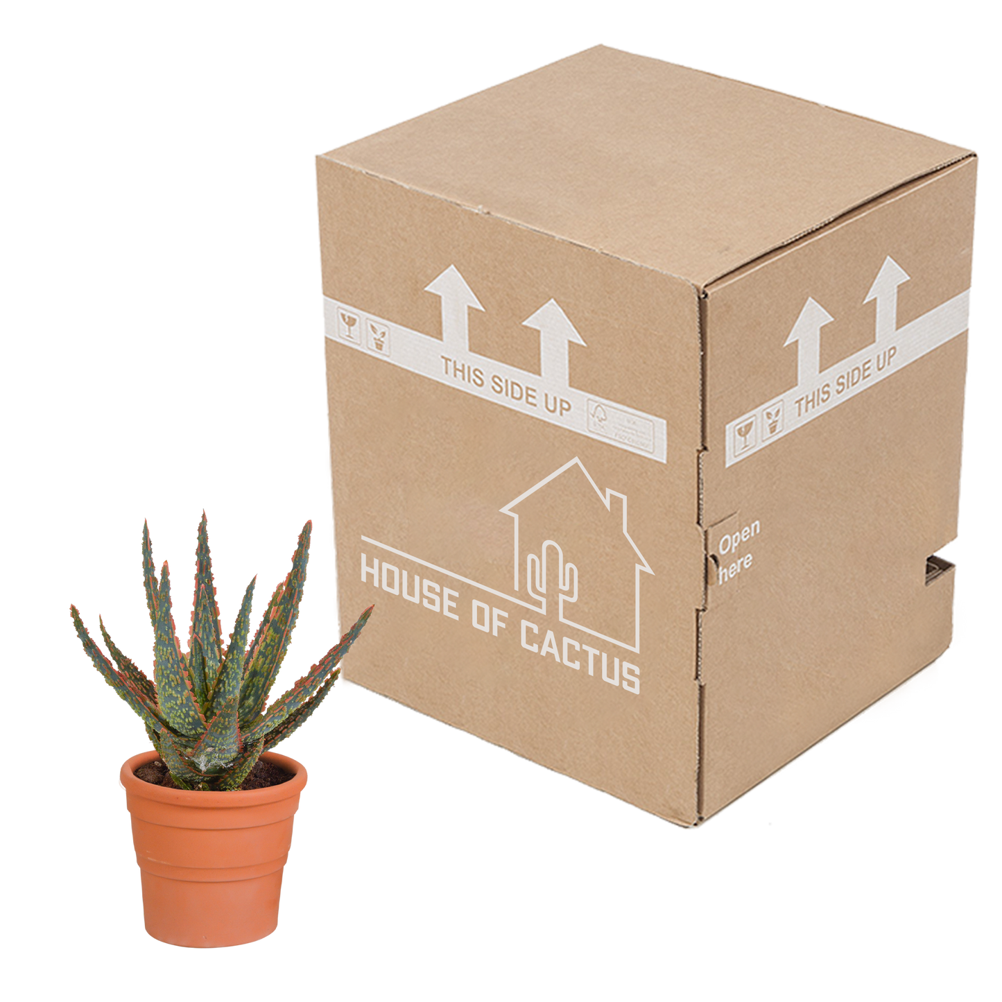 🌿 Aloë zebrina ‘Dannyz’ In terracotta pot