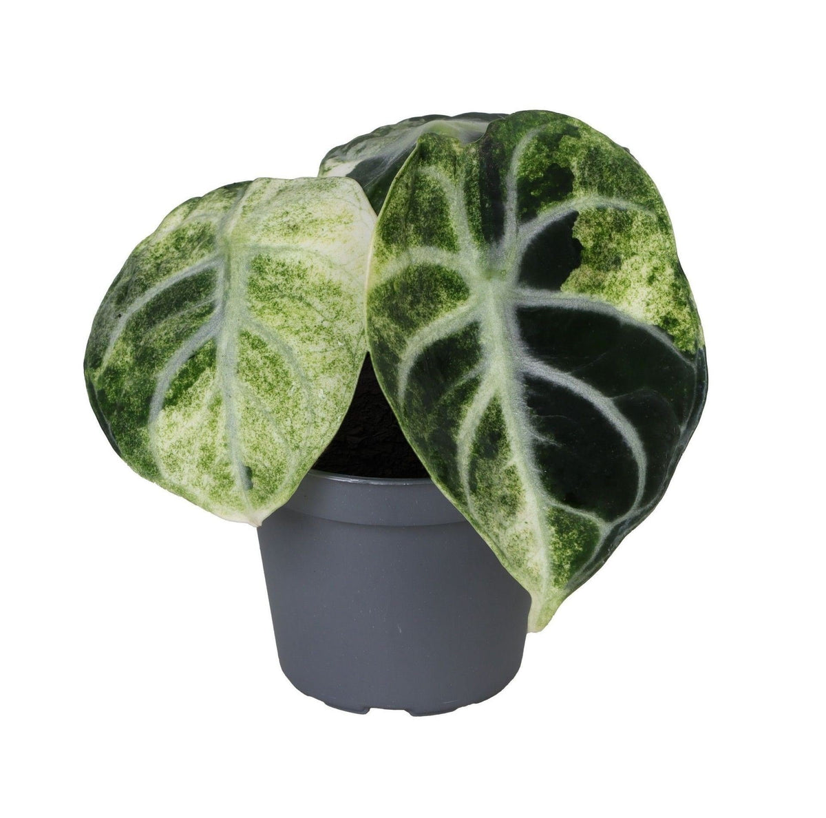 🖤 Alocasia ‘Ninja Variegata’ – Bonte Alocasia