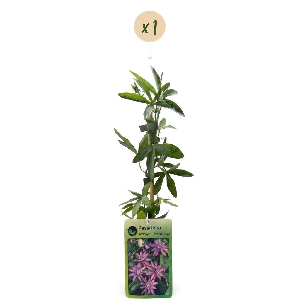 💜 Passiflora ‘Lavender Lady’ – Paarse passiebloem – Klimplant