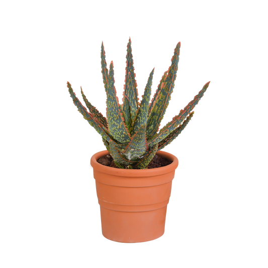 🌿 Aloë zebrina ‘Dannyz’ In terracotta pot