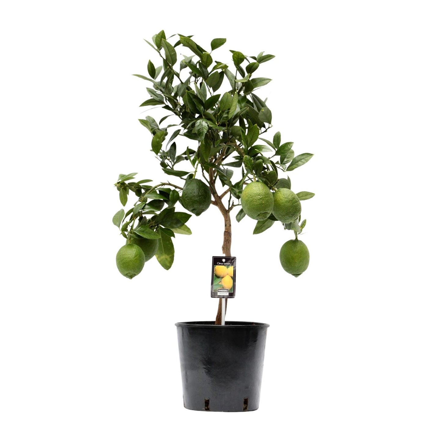🍋 Citrus Lemon