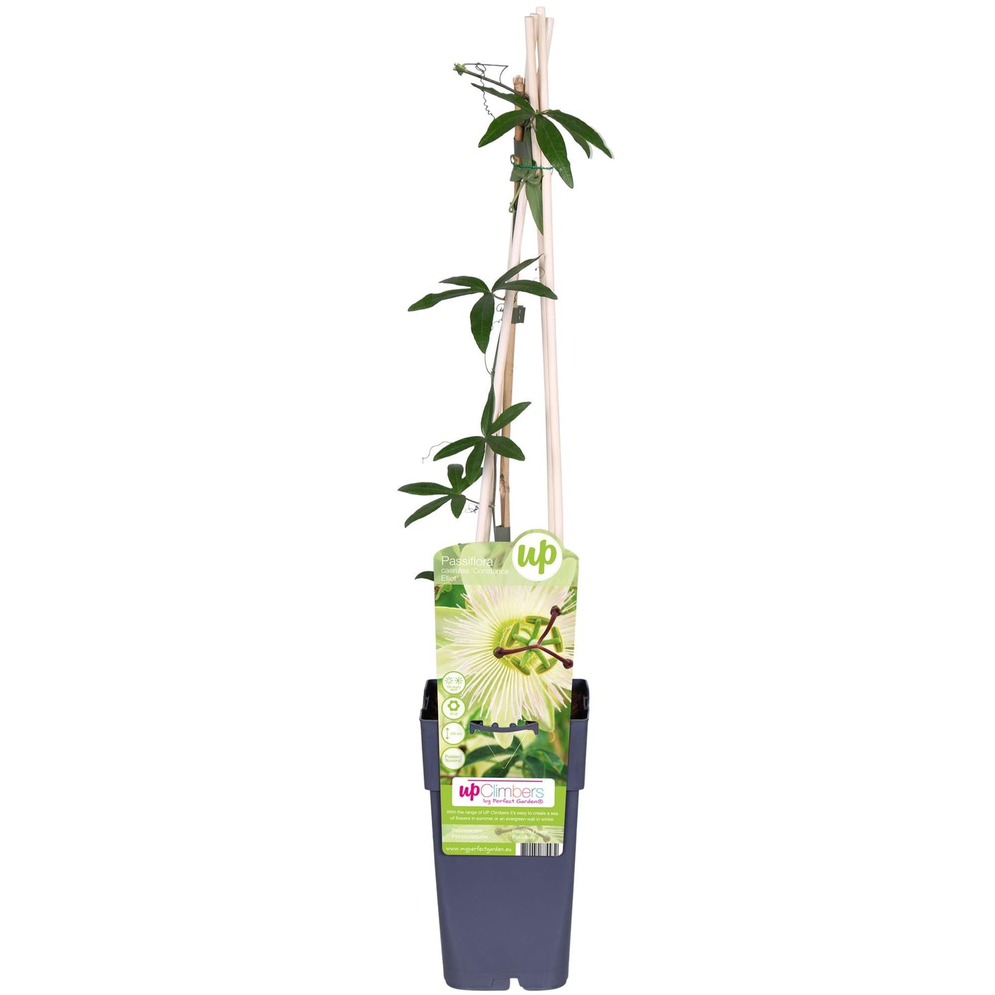 🌸 Passiflora caerulea ‘Constance Elliot’ – Passiebloem