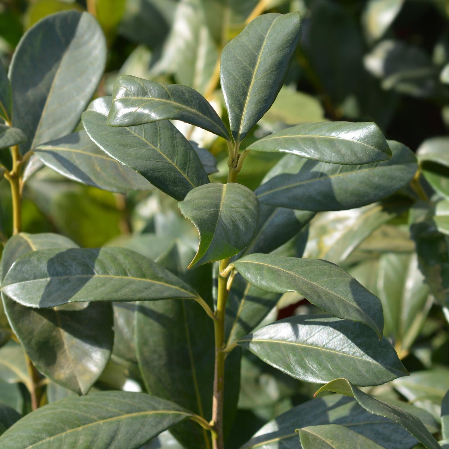 🌿 Prunus laurocerasus 'Rotundifolia' – Laurierhaag ( 6 stuks)