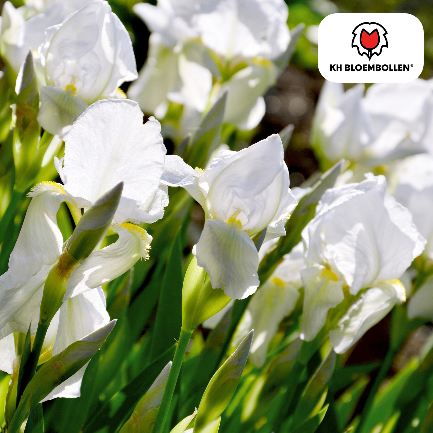 🌸  Iris hollandica ‘Alaska | Stralend Wit & Bijenlokker (25 stuks)