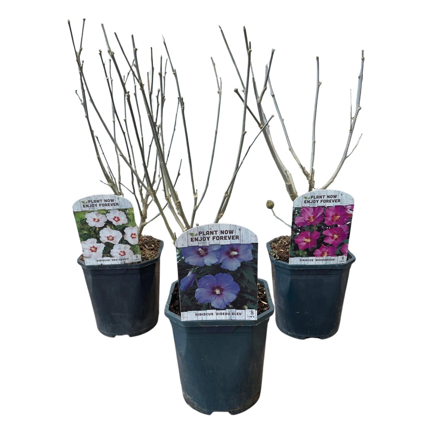 🌸 Hibiscus syriacus ‘Tricolour’ – Hibiscus (3 Stuks)