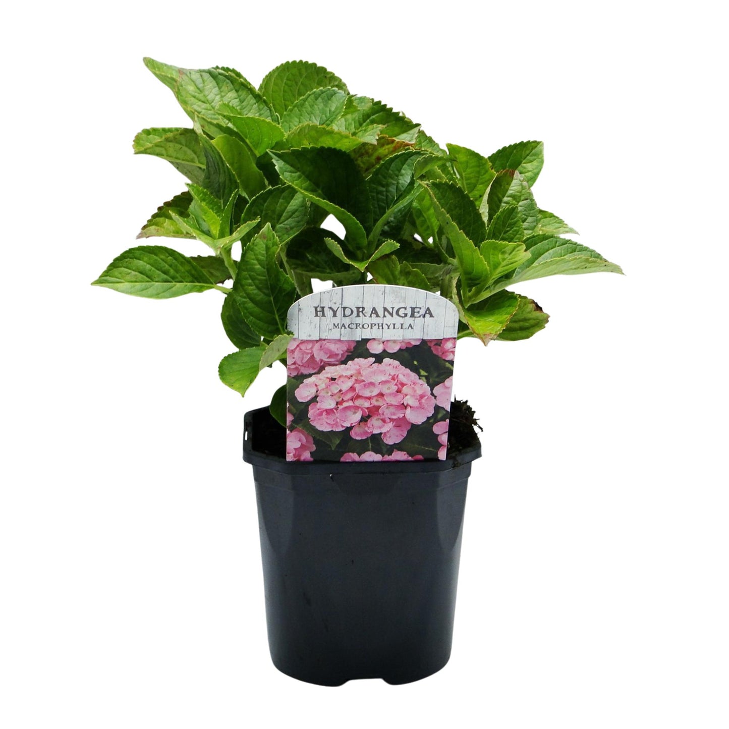 💗 Hydrangea macrophylla – Roze Hortensia (3 Stuks)