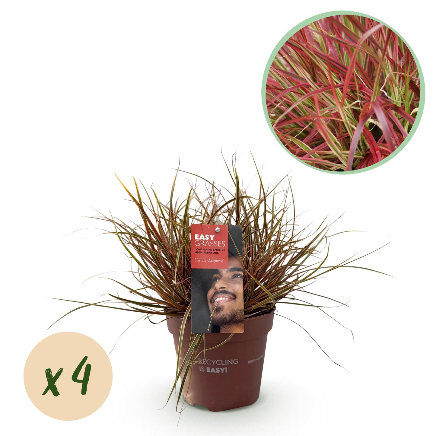 🔥 Uncinia rubra ‘Everflame’ – Rood Siergras | (4 stuks)