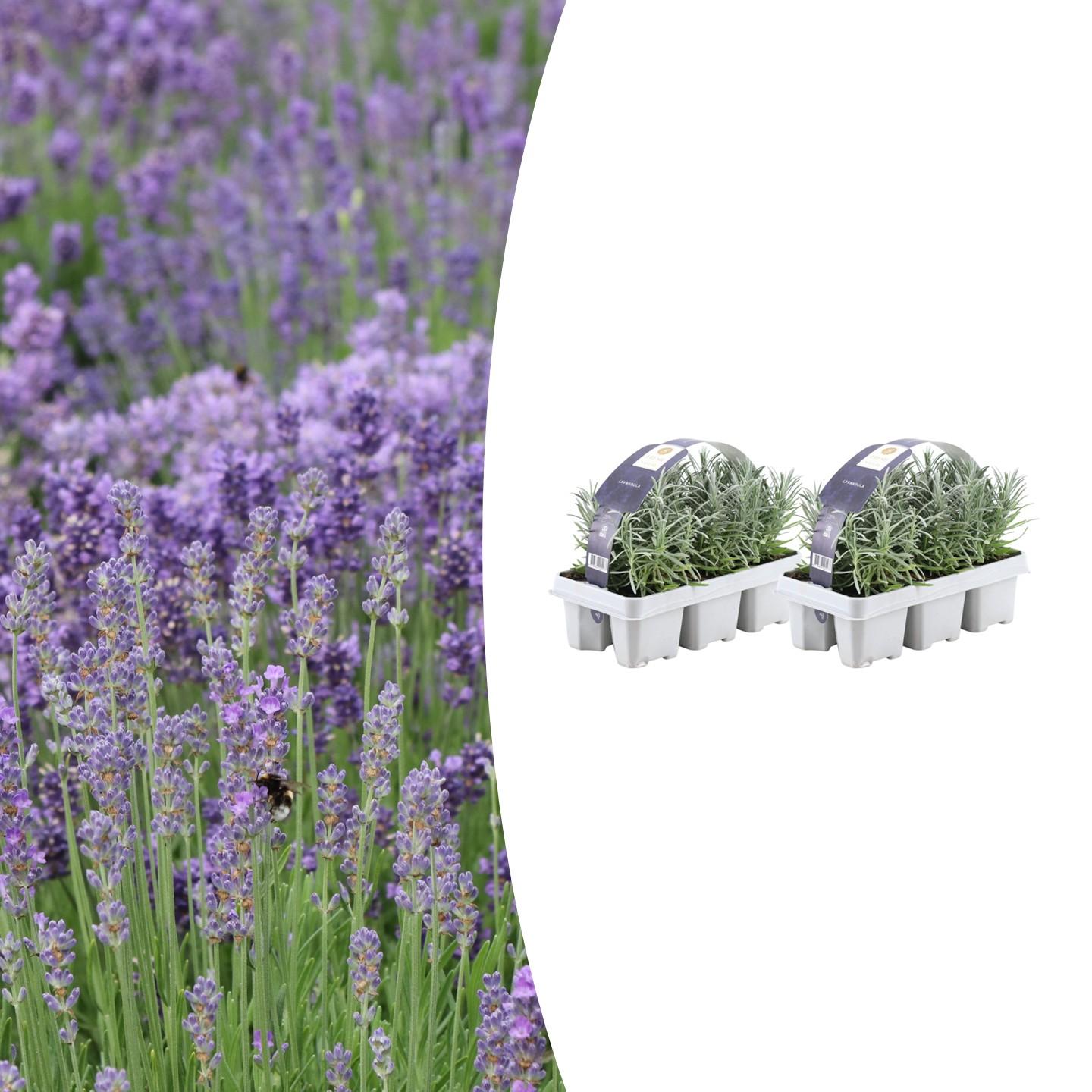 🌸 Lavandula angustifolia – Geurende Lavendel (12 stuks)