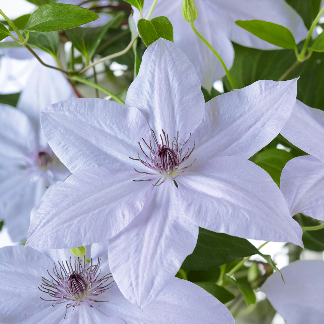 🌸 Clematis Double Up ‘Barnadine + Masa’ – Dubbelbloeiende Clematis Mix