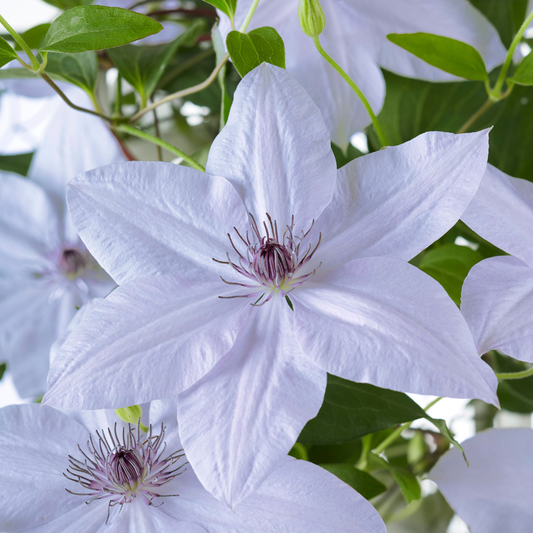 🌸 Clematis Double Up ‘Barnadine + Masa’ – Dubbelbloeiende Clematis Mix