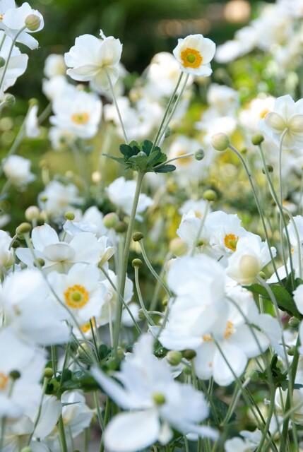 🤍 Anemone hybrida ‘Honorine Jobert’ – Herfstanemoon (6 Stuks)