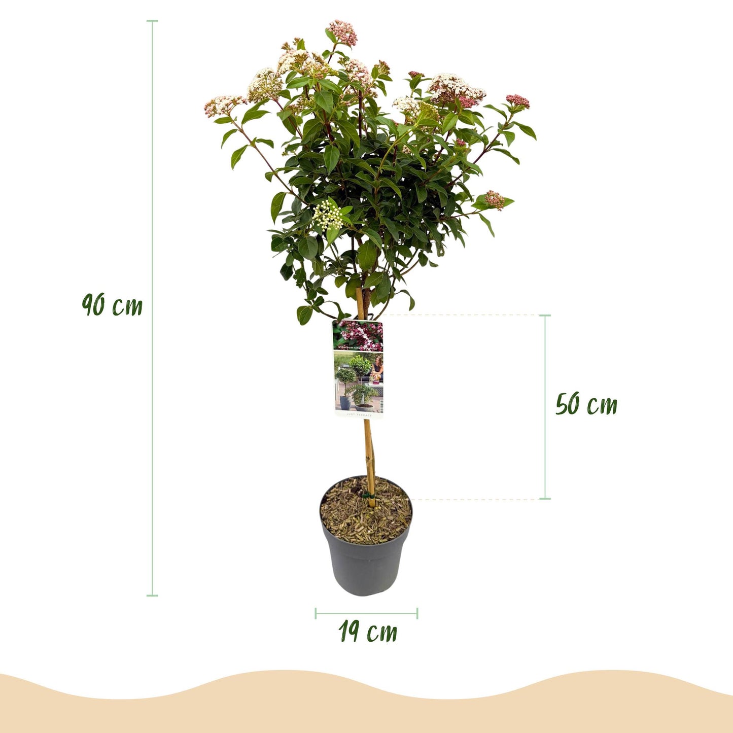 🌿 Viburnum tinus op Stam – Bladhoudende Terrasplant – Winterhard