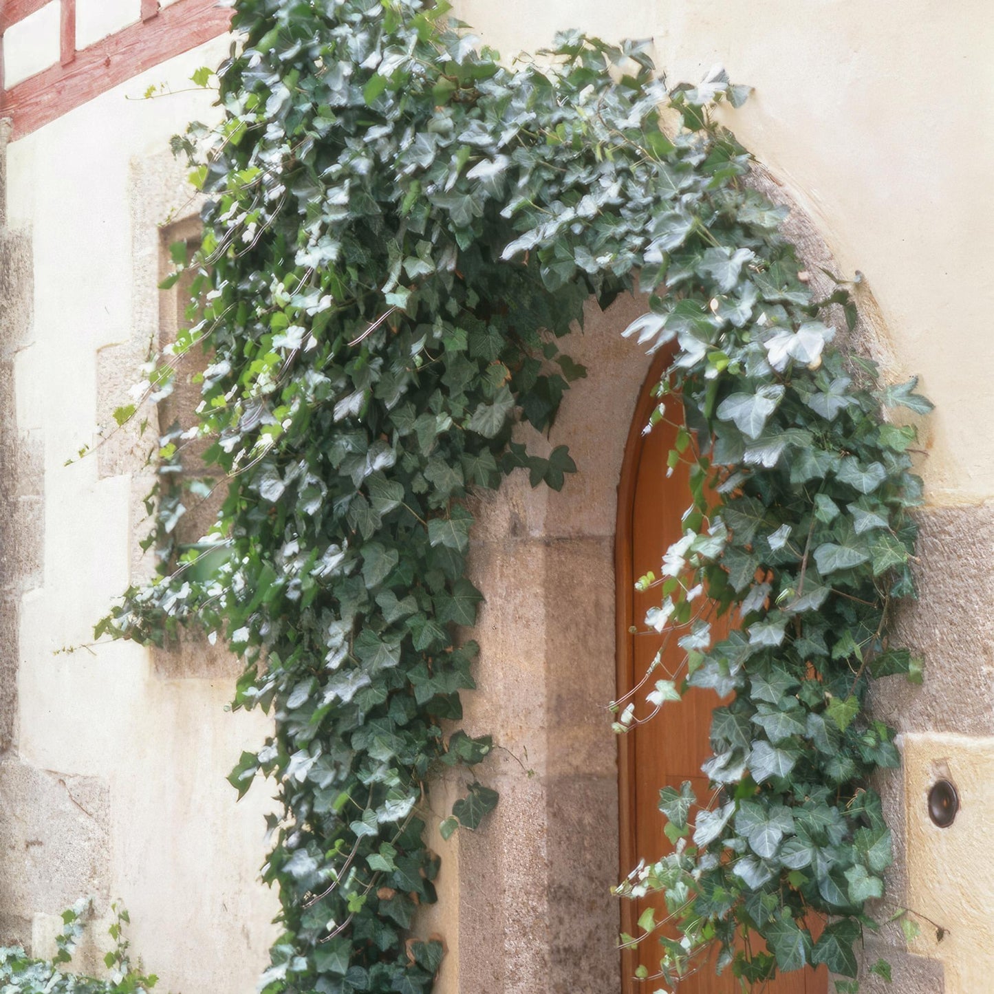 🌿 Hedera helix ‘Glacier’ – Winterharde Klim- en Bodembedekker (60 stuks – ca. 6–10 m²)