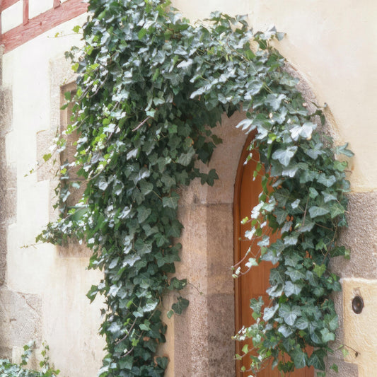 🌿 Hedera helix ‘Glacier’ – Winterharde Klim- en Bodembedekker (60 stuks – ca. 6–10 m²)