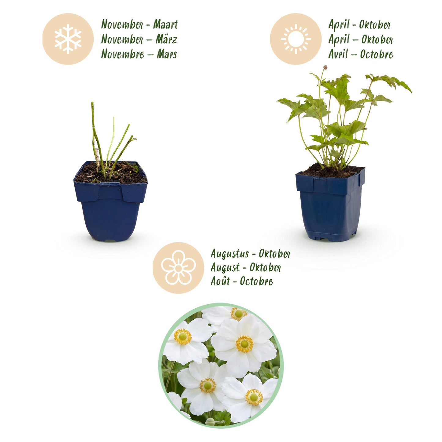 🌿 Anemone × hybrida 'Honorine Jobert' – Witte Herfstanemoon | 3 stuks