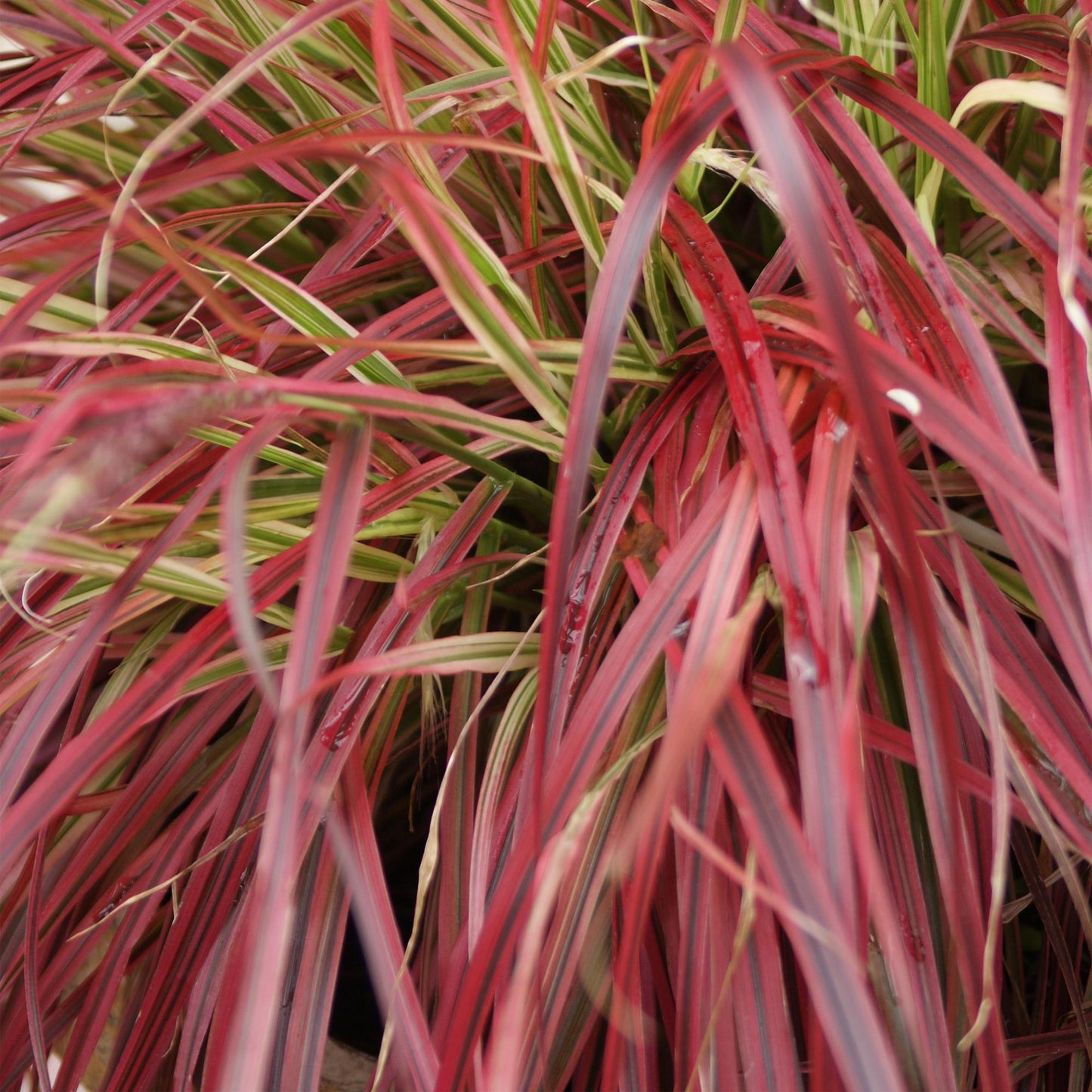 🔥 Uncinia rubra ‘Everflame’ – Rood Siergras | (4 stuks)