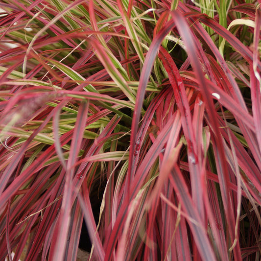 🔥 Uncinia rubra ‘Everflame’ – Rood Siergras | (4 stuks)