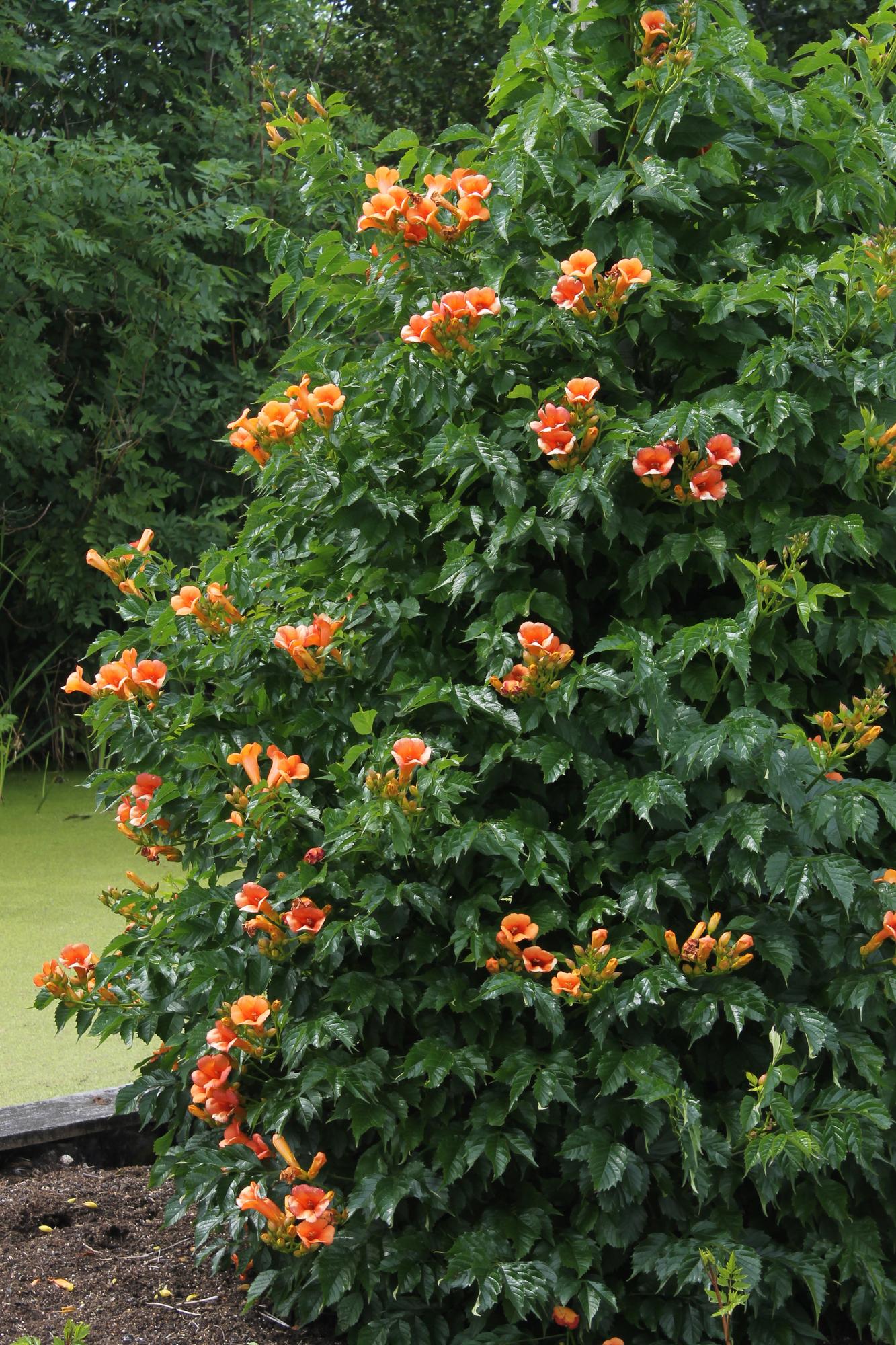 🌺 Campsis ‘Indian Summer’ – Trompetbloem (2 Stuks)