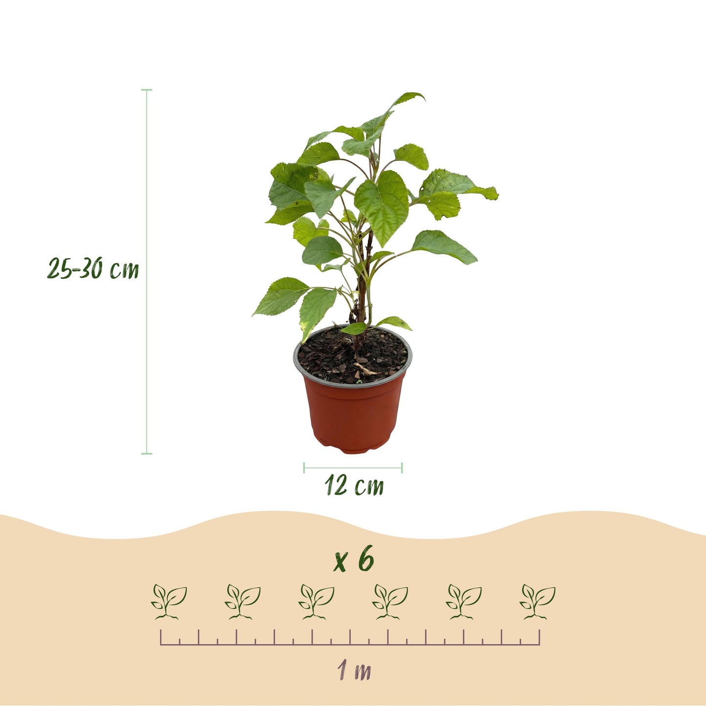 🌸 Hydrangea arborescens ‘Annabelle’ – Witte Pluimhortensia | (3 stuks)