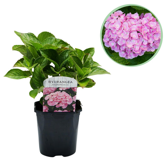 🌸 Hydrangea macrophylla Pink – Hortensia – Roze – 1 Plant – Ø17 cm – ↕30 cm – Bladverliezend