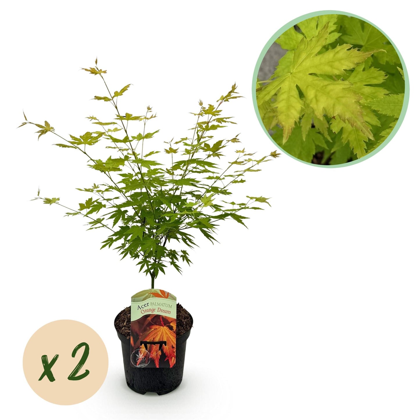 🌳 Acer palmatum ‘Orange Dream’ – Japanse Esdoorn (2 Stuks)