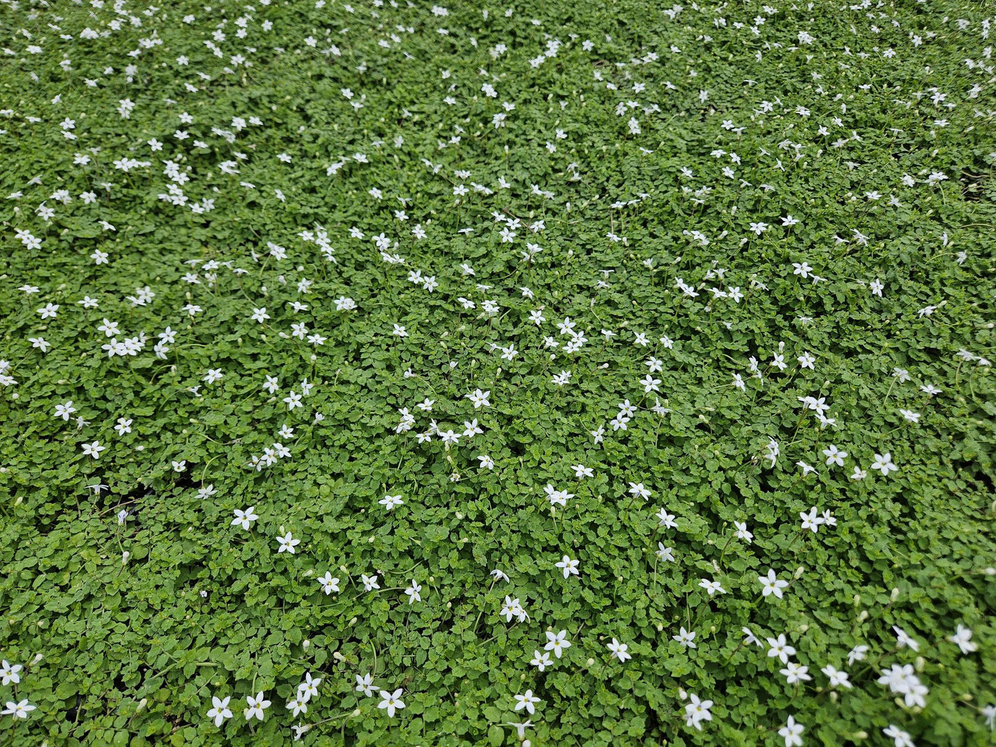 🌿 Isotoma ‘Alba’ – Winterharde Witte Bodembedekker (24 stuks)