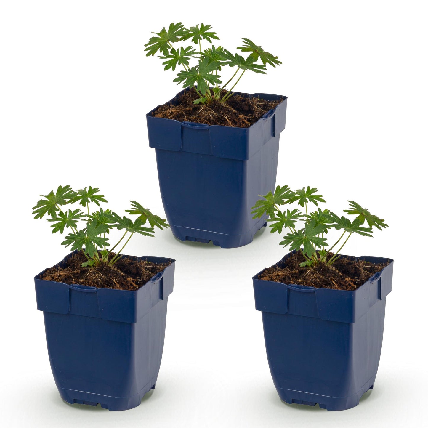 🌿 Geranium sanguineum 'Album' – Witte Ooievaarsbek | 3 stuks
