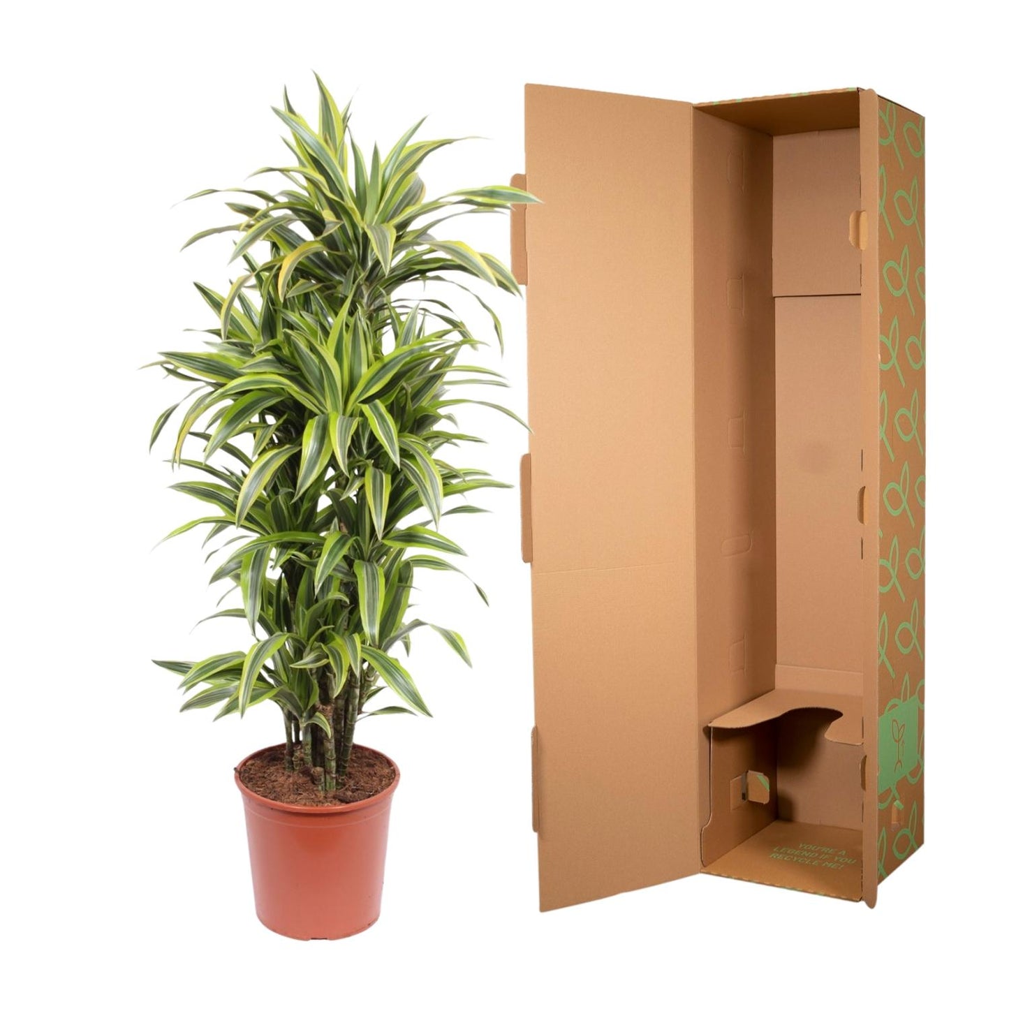 🌿 Dracaena Lemon Lime | Grote Luchtzuiverende Kamerplant