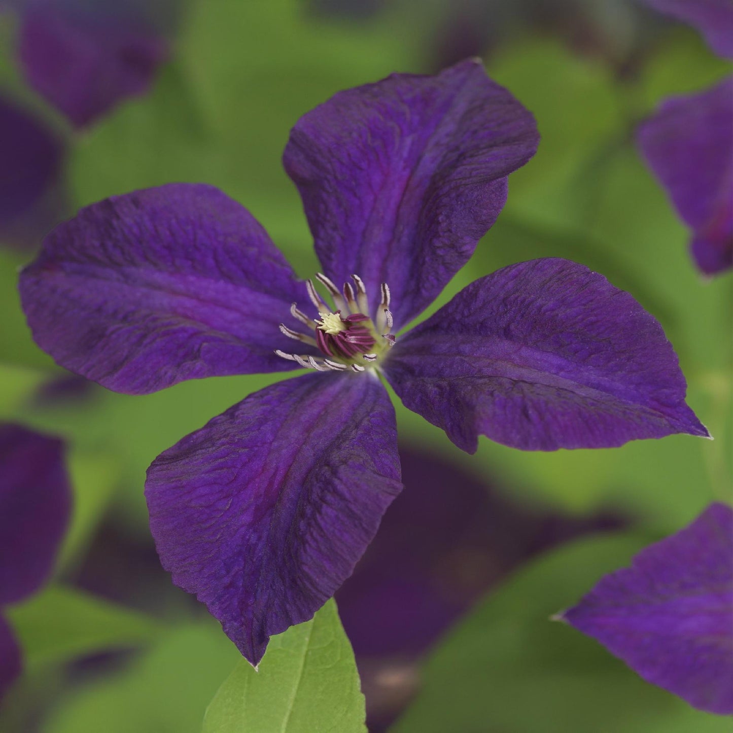 🌸 Clematis viticella ‘Polish Spirit’ – Klimplant (2 Stuks)