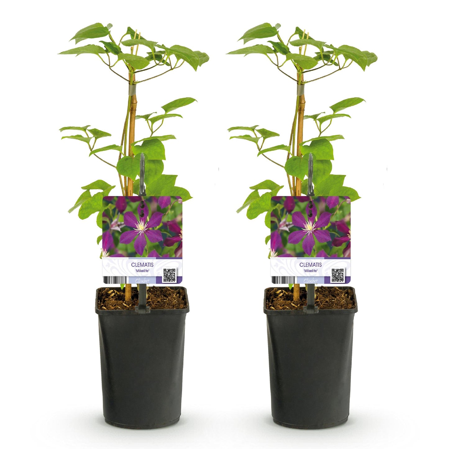 💜 Clematis ‘Mikelite’ – Klimplant (2 Stuks)