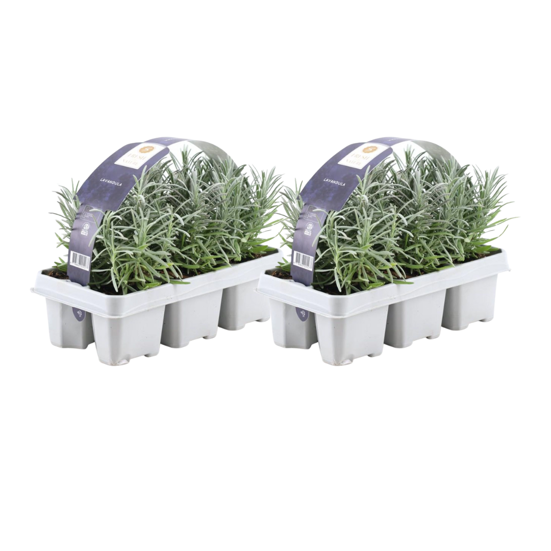 🌸 Lavandula angustifolia – Geurende Lavendel (12 stuks)