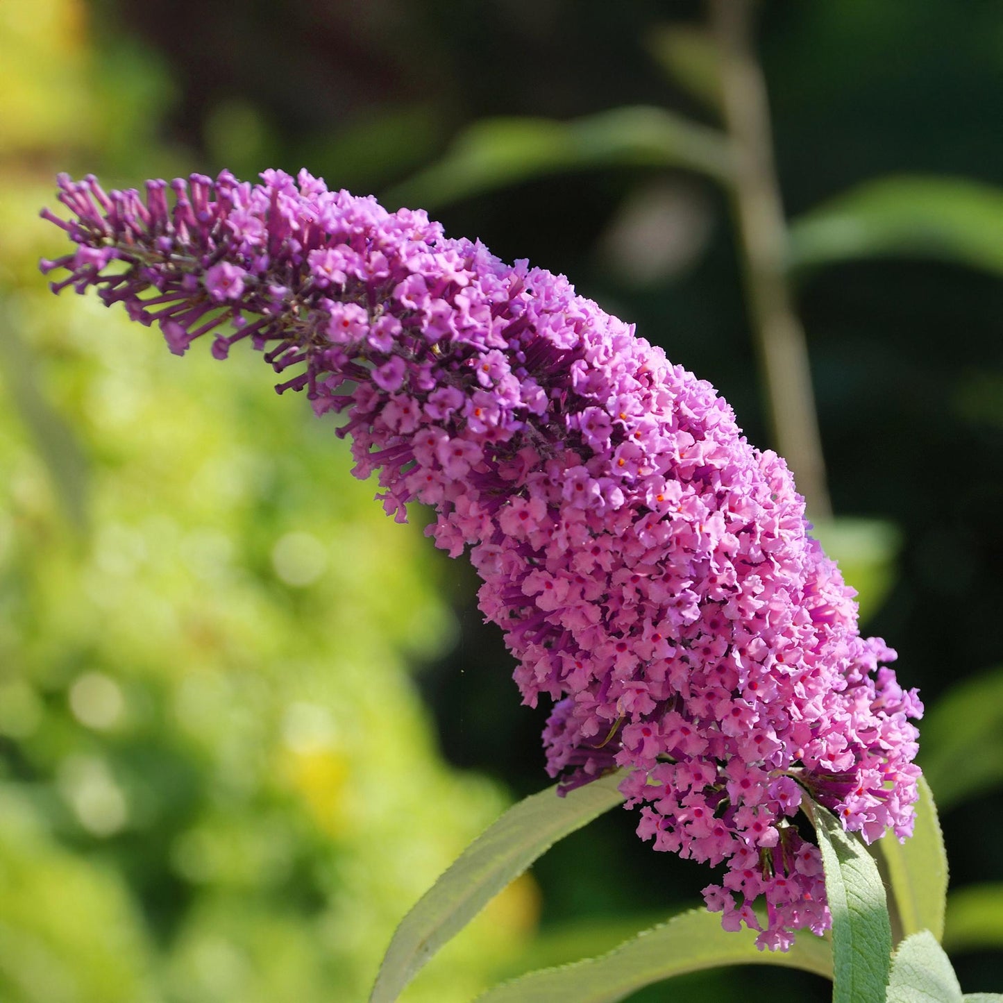🦋 Buddleja davidii ‘Pink Delight’ – Roze Vlinderstruik | (3 stuks)
