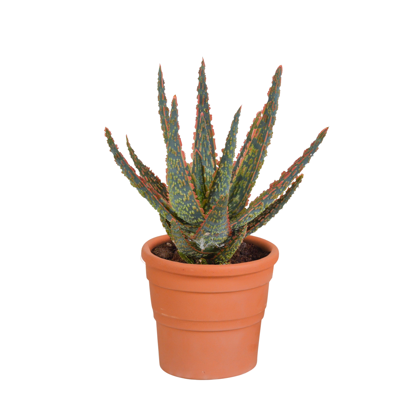 🌿 Aloë zebrina ‘Dannyz’ In terracotta pot