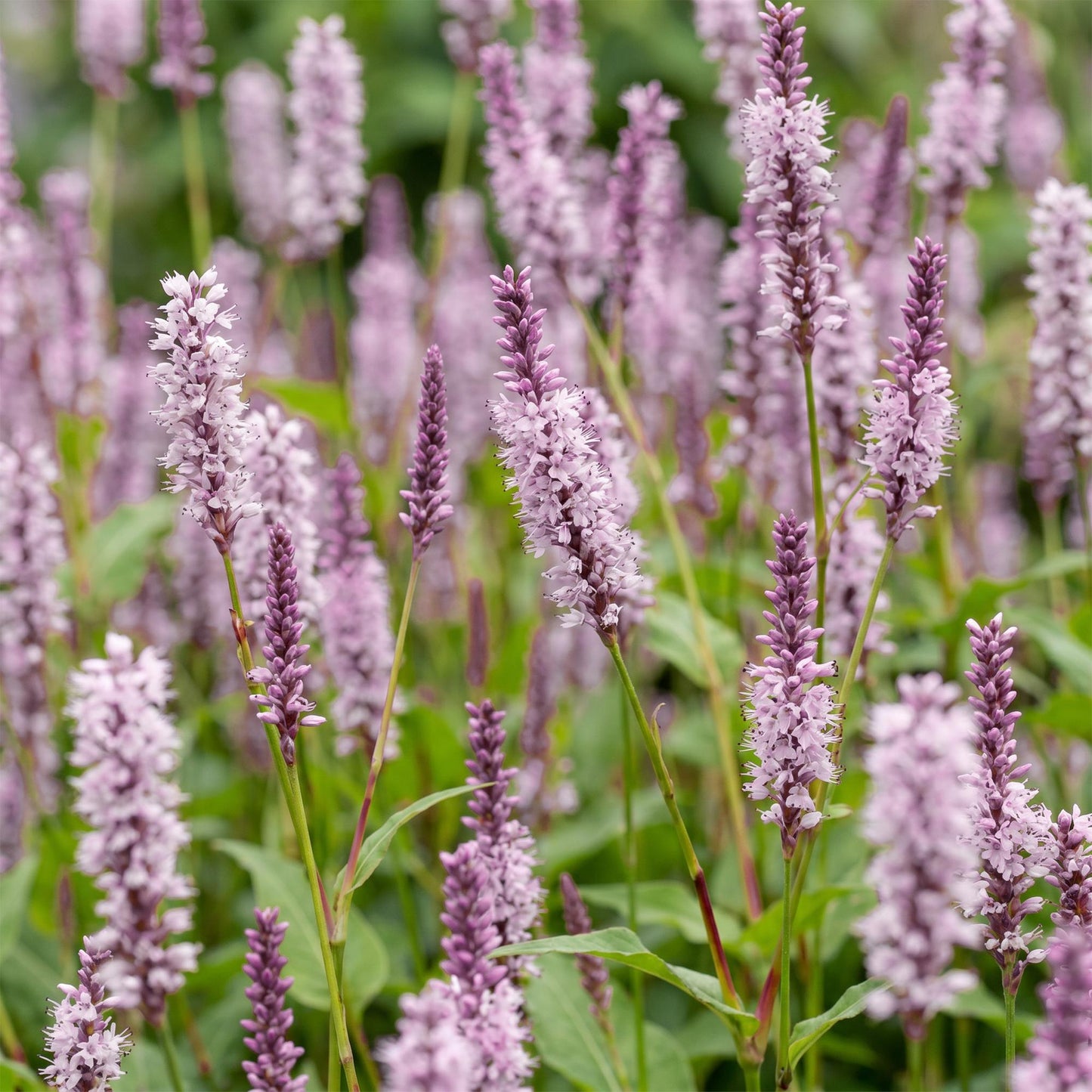 🌿 Persicaria amplexicaulis 'Rosea' – Roze Duizendknoop | 3 stuks