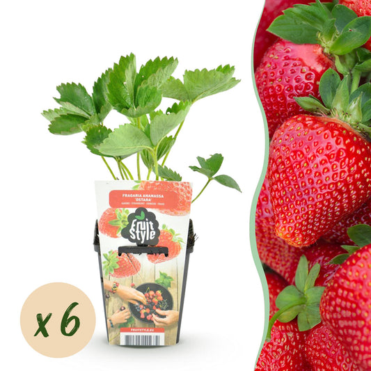 🍓 Fragaria ‘Maxim’ – Aardbeiplant | (6 stuks)