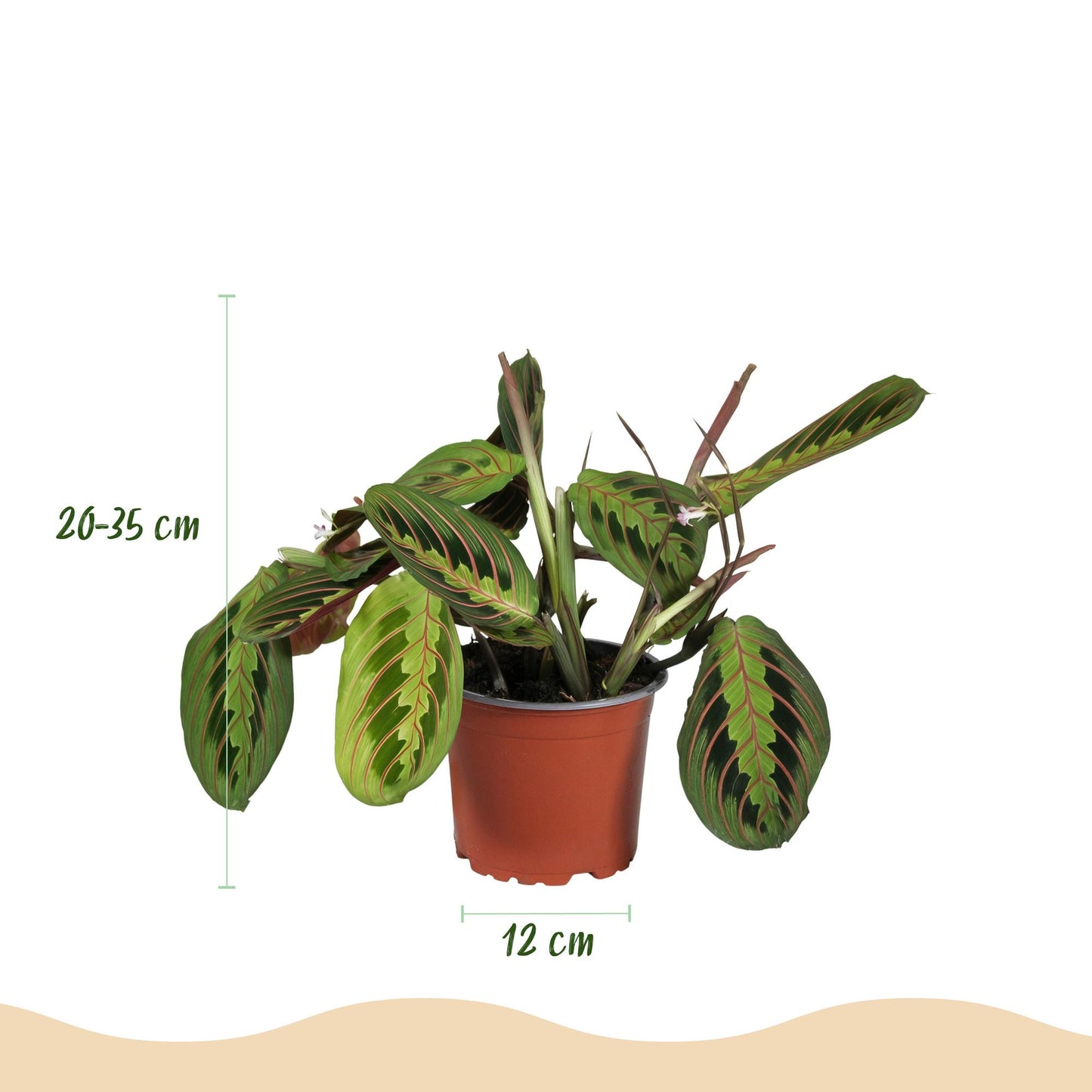 🌿 Chlorophytum – Maranta – Callisia – Nephrolepis | set van 4 stuks