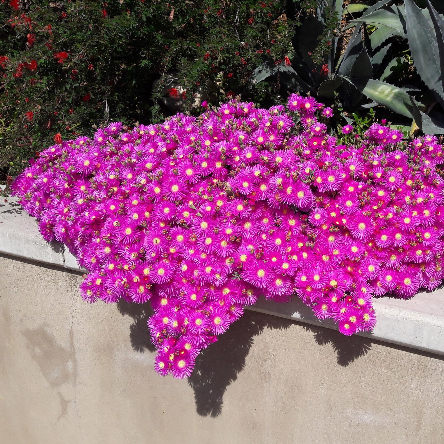 🌸 Bodembedekker Delosperma Mix | Winterharde IJsbloem Mix (8 stuks)