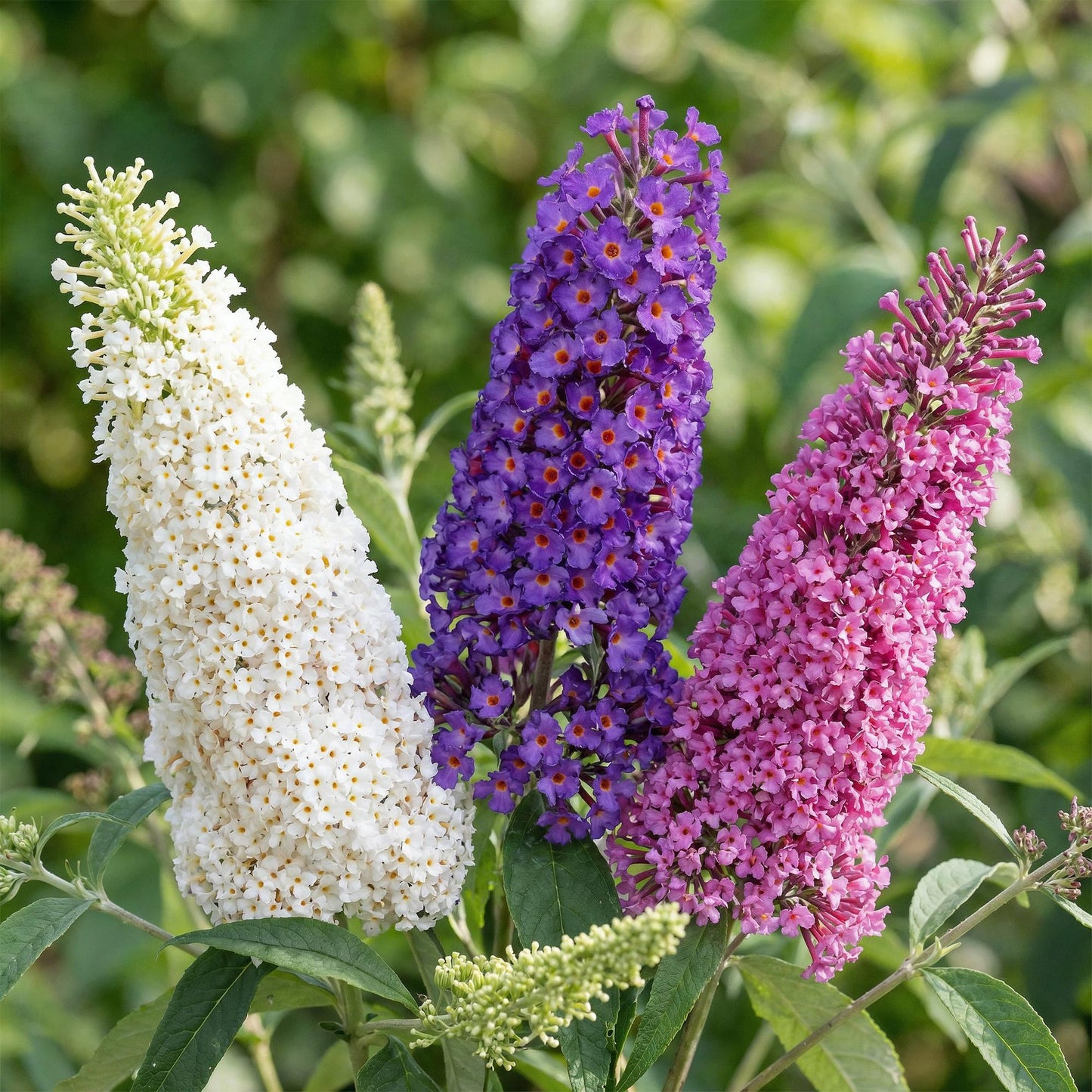🦋 Buddleja davidii ‘Tricolour’ – Vlinderstruik Mix | (3 stuks)