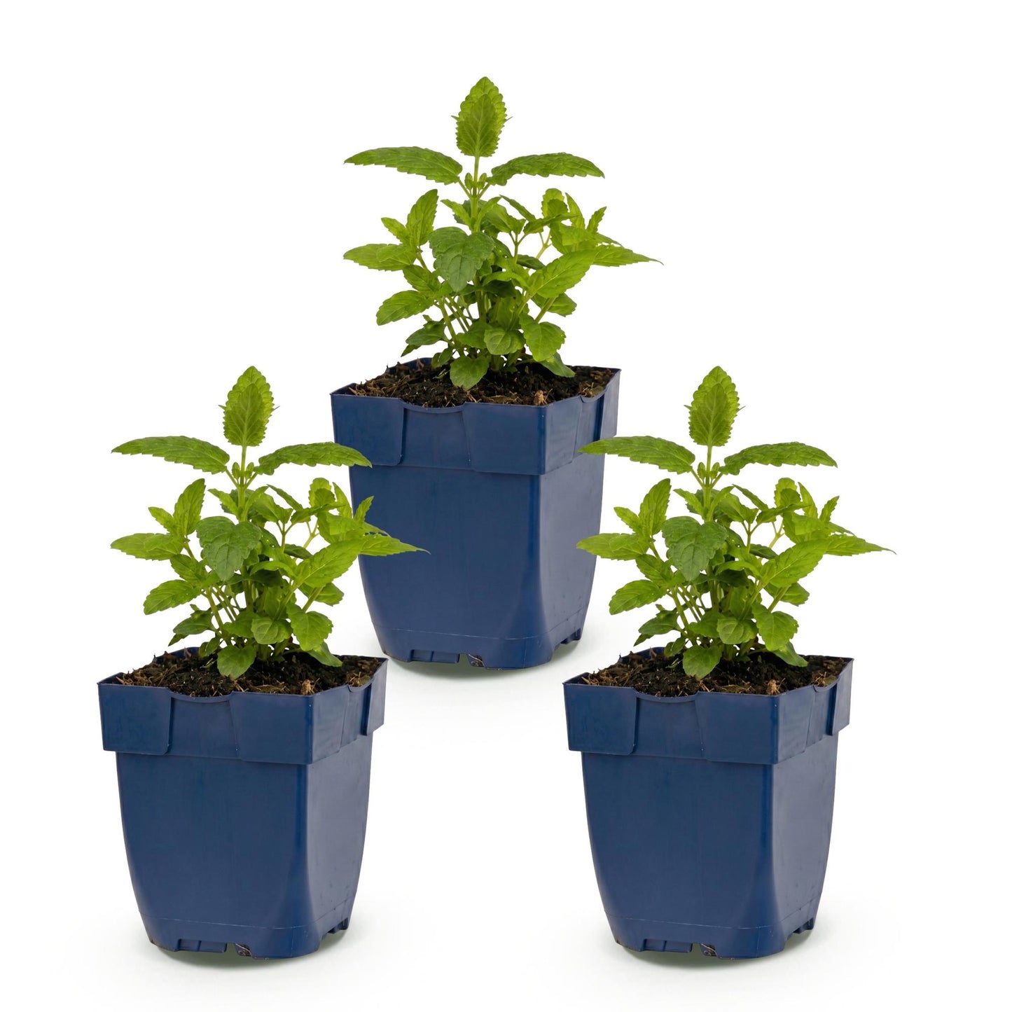 🌿 Nepeta nervosa 'Neptune' – Kattenkruid | 3 stuks