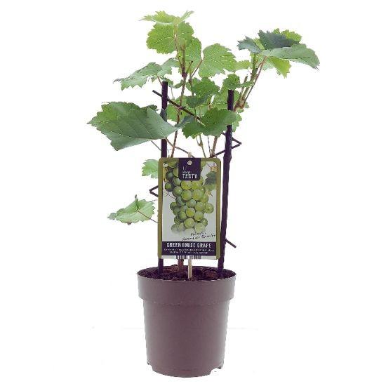 🍇 Vitis vinifera ‘Muskaat de Alexandrie’ – Witte Druif