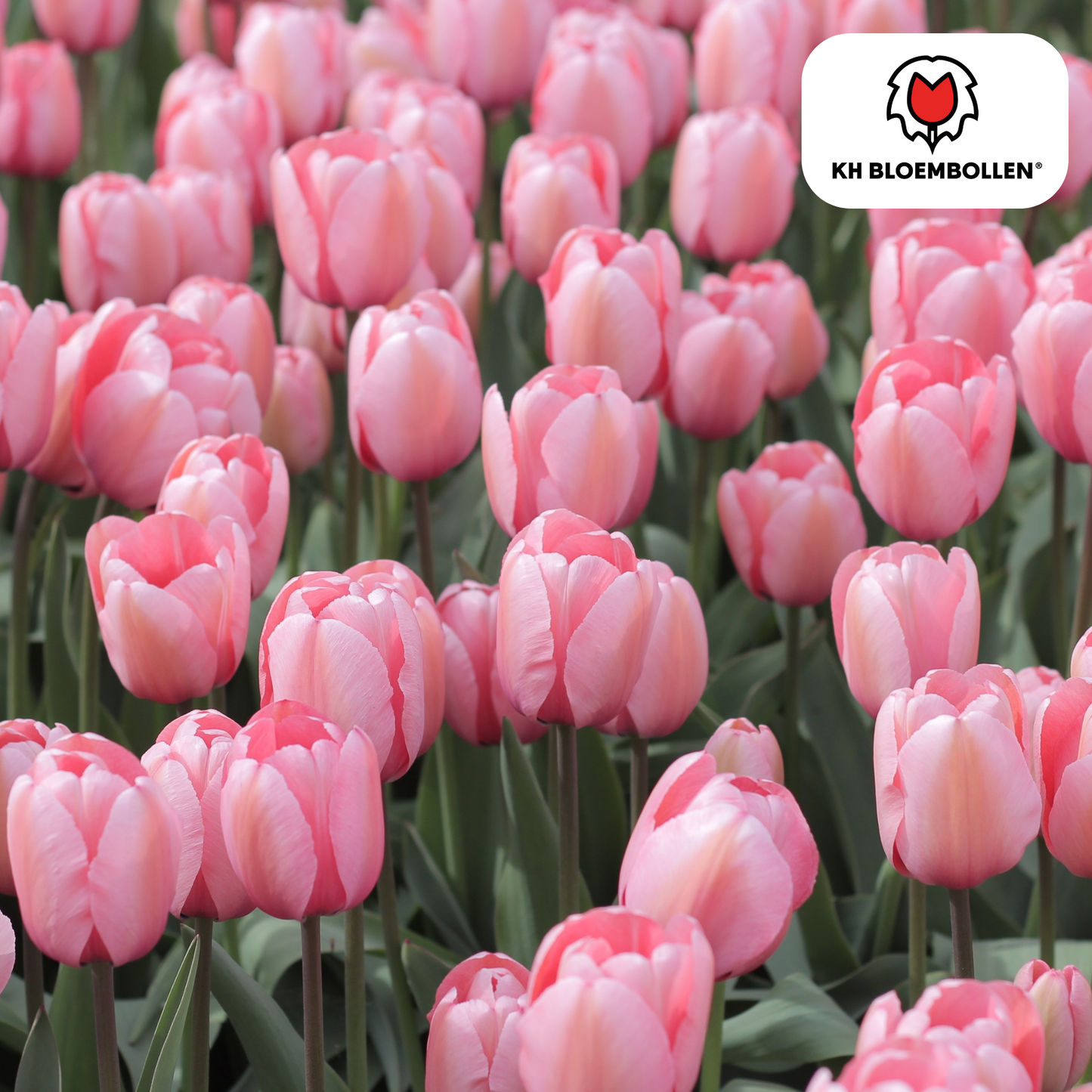 🌷 Tulpenbollen ‘Apricot Delight’ – Roze-Apricot Tulp (20 Stuks)