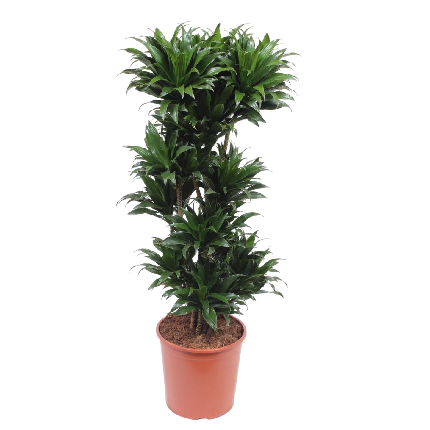 🌿 Dracaena Compacta | Grote Luchtzuiverende Kamerplant